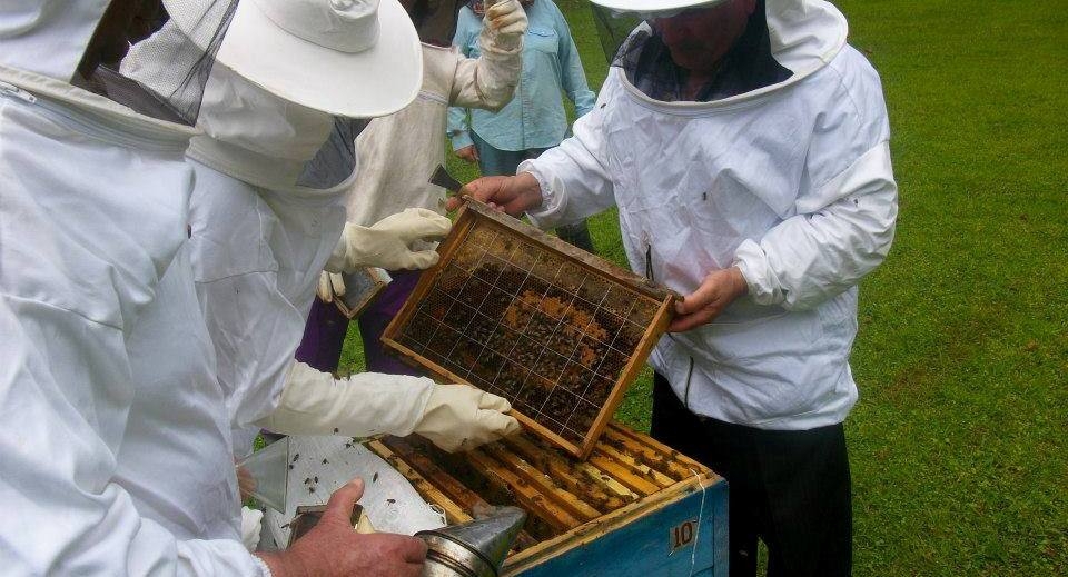 თაფლის წარმოება, ექსპორტი და დამაბრკოლებელი ფაქტორები 