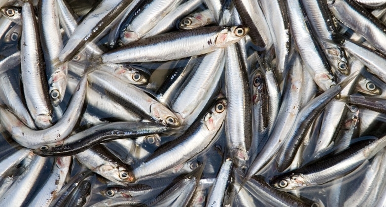 თევზის საწარმოები ევროკავშირში ექსპორტისთვის ემზადებიან 