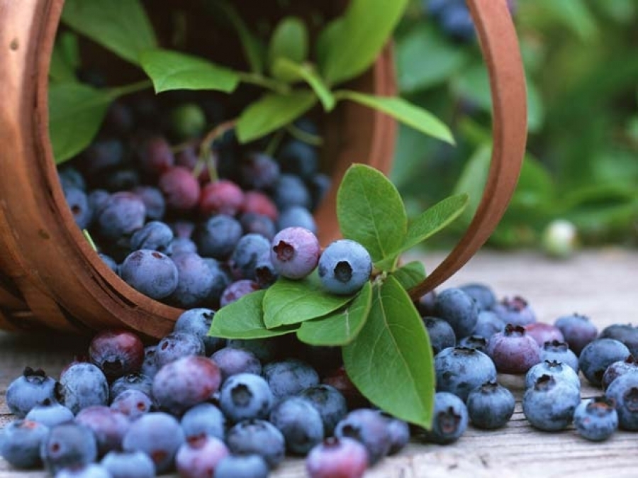 Georgian Blueberries on sale in the UK