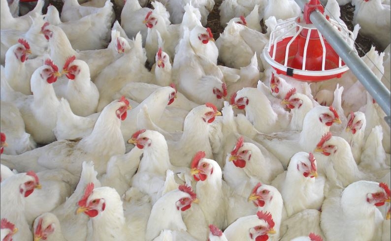 Poultry Farmers Demand Exemption from VAT 