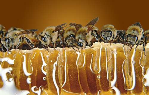 There is a deficit of high quality honey in the country