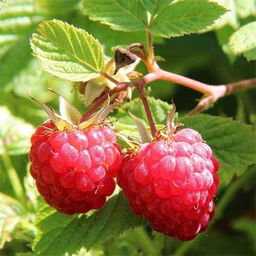 How much does raspberry cost in the world market?