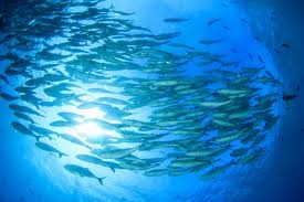 FISHERIES AND AQUACULTURE IN GEORGIA (INDUSTRY RESEARCH)