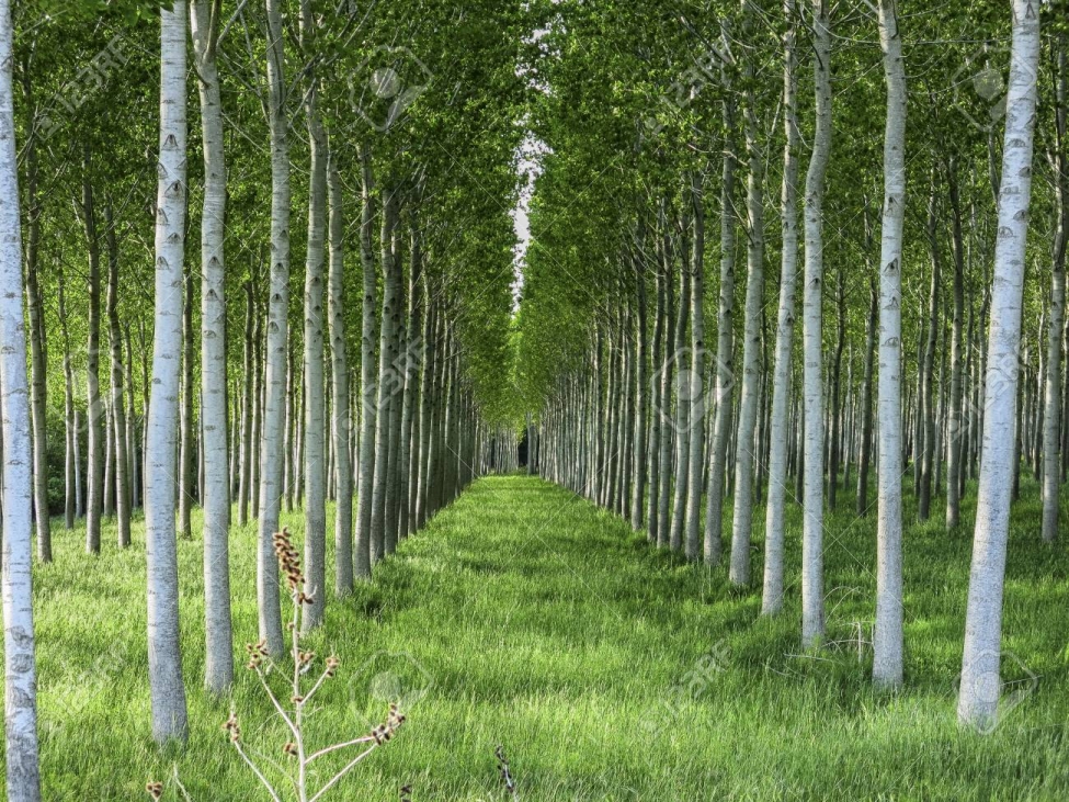 A Danish investor is cultivating an Italian poplar plantation in Abasha