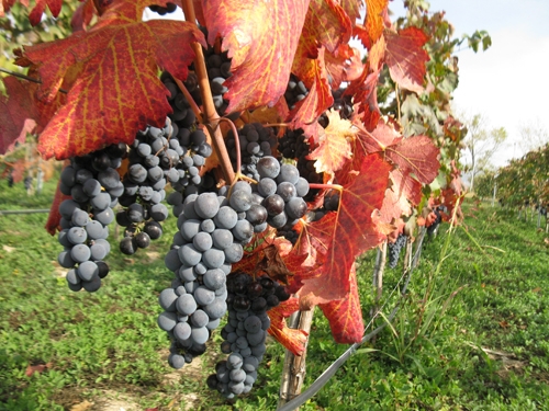 უსახელაური - ყველაზე ძვირადღირებული ღვინო საქართველოში