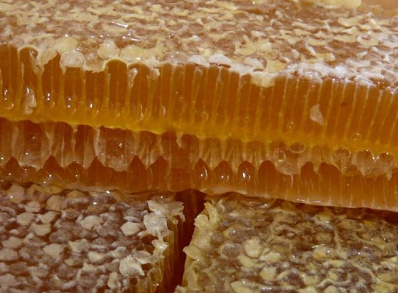 Евросоюз ежегодно импортирует мед на полмиллиарда евро