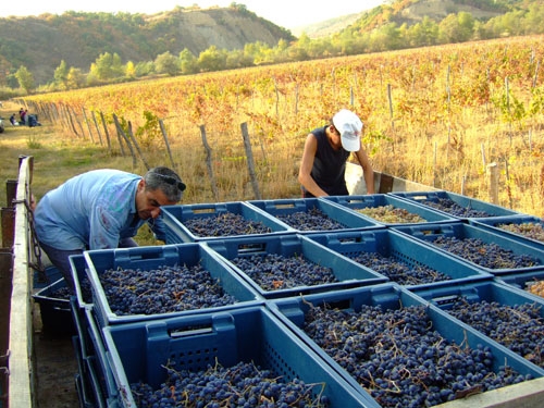 http://eugeorgia.info/uploads/video_news/თელავში ახალი მარანი იხსნება - “ჯაყელების ღვინო” აგროტურიზმში ერთვება