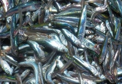 ევროკავშირში ქაფშიის ექსპორტირებისთვის  თევზში ნარჩენების კონტროლის გეგმა შემუშავდა